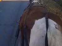 Yegua, Caballos — foto 1