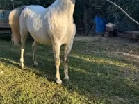 At, Lipizzaner — foto 5