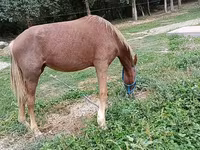 Kobila, French Trotter — fotografija 2