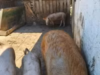 Boar, Мангалица — photo 1