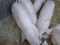 नर सूअर, सूअर — फ़ोटो 3