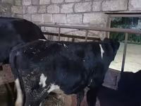 Toro, Russian Black pied cattle — foto 1