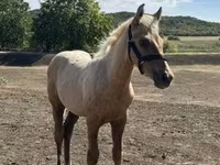 Cavalo, Cavalos — foto 1