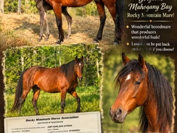 Kobila, Rocky Mountain Horse