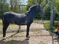 حصان, Lipizzaner — الصورة 2