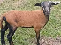 Ovan, Cameroon sheep — fotografija 2