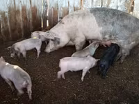 猪（批次，未指定性别）, Pigs — 照片 2