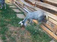 公山羊, Nubian Goat — 照片 3
