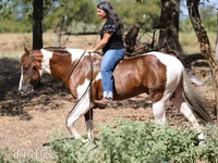 Koń, American paint horse — zdjęcie 4