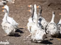 Geese — fotografija 4