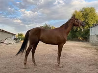Kobila, Canadian horse breed — fotografija 1