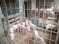 Cerdos (lote, sexo no especificado), Cerdos — foto 7