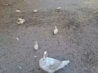Ducks — fotografija 1