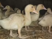 Ducks — zdjęcie 3