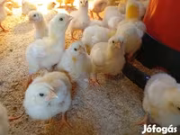 Chickens — 照片 2