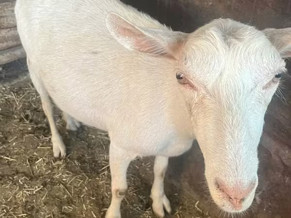 Koza, Saanen goat