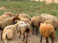 Ovca, Apsheron sheep — fotografija 1