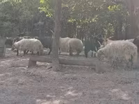 Schaf, Racka sheep — Foto 6