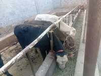 Bull, Cattle — photo 7