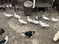 Ducks — Foto 1