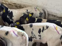 Goveda (partija, pol nije naveden), Simmental cattle — fotografija 3