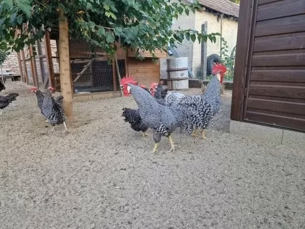 Chickens