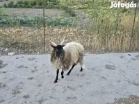 Carnero, Racka sheep — foto 2