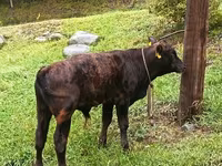 Bull, Aberdeen-Angus — photo 1