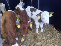 Touro, Simmental cattle — foto 3