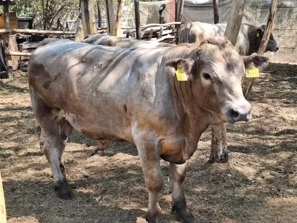 Buğa, Mal-qara — Macarıstan