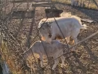 Taka, Boer goat — 1-rasm