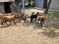 Ovan, Cameroon sheep — fotografija 3