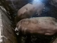 公猪, Pigs — 照片 2
