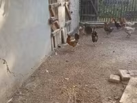 Chickens — Foto 1