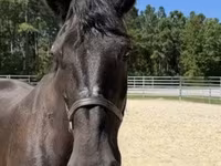 Kobila, Percheron — fotografija 5