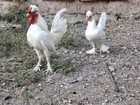 Chickens — fotografija 1