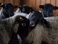 Ram, Romanov sheep — photo 3