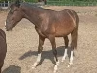 雄馬, Lipizzaner — 写真 2