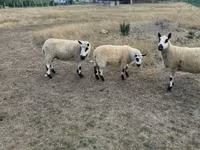 Sheep, Cerry Hill sheep — photo 3