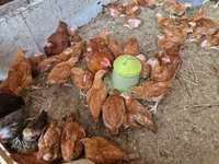Chickens — Foto 3