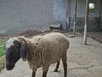 मेढ़ा, Blackheaded Persian sheep — फ़ोटो 6
