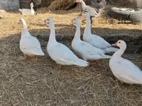 Ducks — 写真 4