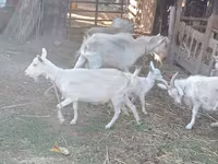 Koza, Dutch Landrace goats — fotografija 4