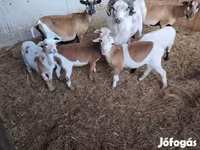 Ovejas (lote, sexo no especificado), Cameroon sheep — foto 6
