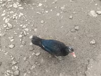 Ducks — zdjęcie 4