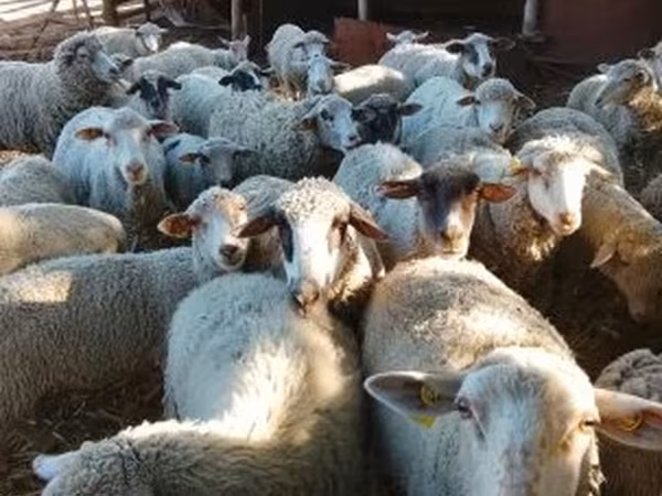 母羊, Sheep