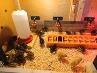 Quails — zdjęcie 3