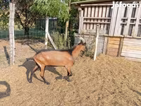 बकरा, Alpine goat — फ़ोटो 5