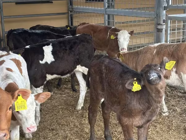 Bull, Cattle