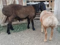 Ram, Arashan sheep — photo 2